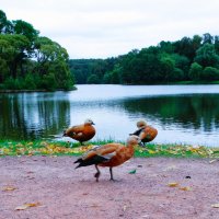 Дневной моцион в парке :: svk *