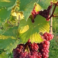 Пора виноградная :: Lüdmila Bosova (infra-sound) Пора виноградная :: Lüdmila Bosova (infra-sound)