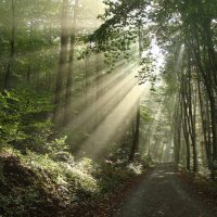 Луч солнца золотого :: Lüdmila Bosova (infra-sound)