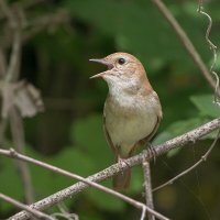 Южный соловей :: Maxim Lanin