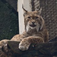 Рысь :: <<< Наташа >>>