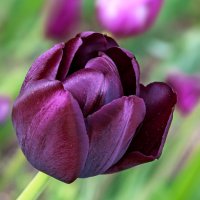 Саксонский сад — городской парк :: Светлана Ищенко