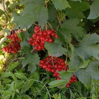 «Осень-припасиха» :: Любовь Сахарова