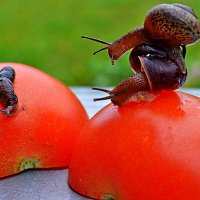 Блииин, так она же голая... )) :: Владимир Хиль