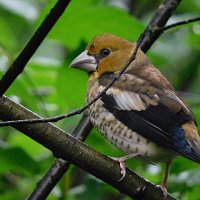 Молодой дубонос :: Лина Молодой дубонос :: Лина