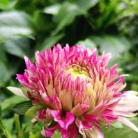 Цветы :: Любимова Ольга 