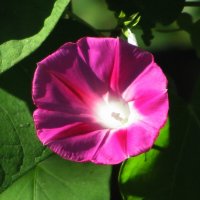 Ипомея на беседке :: Людмила Смородинская Ипомея на беседке :: Людмила Смородинская