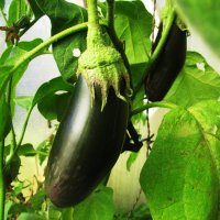 Ещё радуют баклажаны :: Людмила Смородинская Ещё радуют баклажаны :: Людмила Смородинская