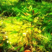 ** :: Сергей Кочнев