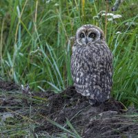птенец болотной совы :: юрий макаров