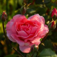 Доброе утро :: Юрий. Шмаков Доброе утро :: Юрий. Шмаков