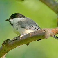 гаичка черноголовая :: Andrey Bragin 