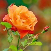 краски осени :: Andrey Bragin краски осени :: Andrey Bragin