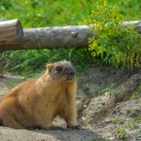 Любопытный сурок :: Наталья Димова