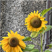 Городские цветы. :: Валерия Комова