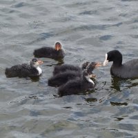 Лысуха и повзрослевшие птенцы :: Рита Симонова