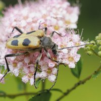 Из жизни насекомых. :: Евгений Седов