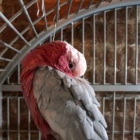 Кеша :: zavitok *