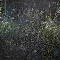 Паутинка. :: Алексей Трухин
