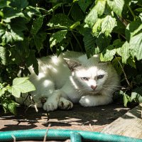 Нижние Пыски.. :: Юрий Яньков