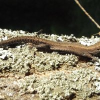 Ящерица :: Freddy 97