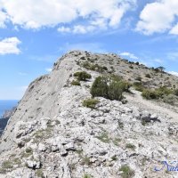 Природа Крыма :: Amazing Cosmea