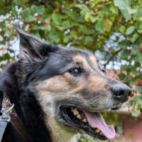 Тромос :: Анастасия Логинова