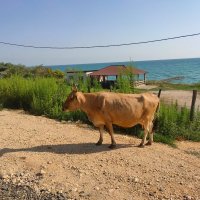 Абхазия. Новый Афон :: Ирэн 