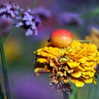 5 сентября в Коломенском :: Михаил Бибичков