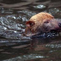 Кустарниковая собака :: Михаил Бибичков Кустарниковая собака :: Михаил Бибичков