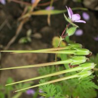 Остроносые... :: Наталья Лунева Остроносые... :: Наталья Лунева