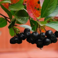 Осенние краски :: Сергей Ц