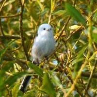 ополовник :: gawrilа - dan