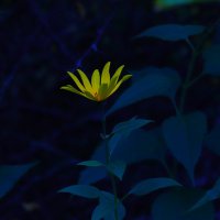 .... :: Владимир иванов