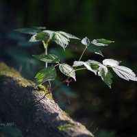 Росток на мёртвом дереве :: Александр Синдерёв