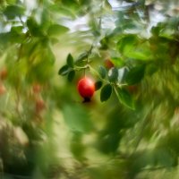 шиповник :: Александр Леонов