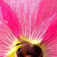 Внутри цветка :: Наталия 