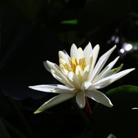 Водяная красотка :: Светлана Тихонина