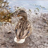 Про август... :: Aquarius - Сергей