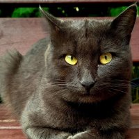 Уличный брутал :: светлана льдокова