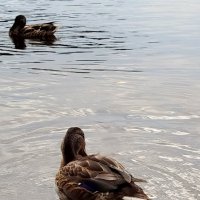 Уточки :: светлана льдокова