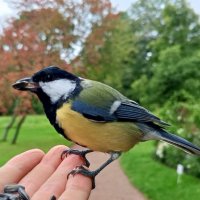 Синица :: Сапсан 