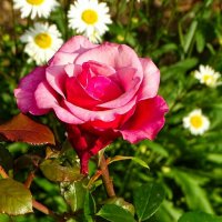 Розы сентября. :: Милешкин Владимир Алексеевич Розы сентября. :: Милешкин Владимир Алексеевич