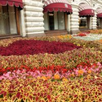 Цветочные ковры вокруг ГУМа. :: Татьяна Помогалова