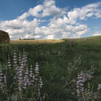 Июль :: **** vedin