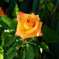 Оранжевая Флорибунда :: Валентин Семчишин