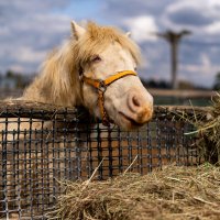 " Литл Пони " :: ivan38566 Овчинников