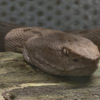 Змея :: <<< Наташа >>>