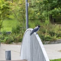 Задумалась ворона. Наступают холода :: Валерий Иванович Задумалась ворона. Наступают холода :: Валерий Иванович