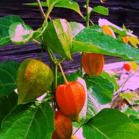 Физалис :: Людмила Смородинская Физалис :: Людмила Смородинская